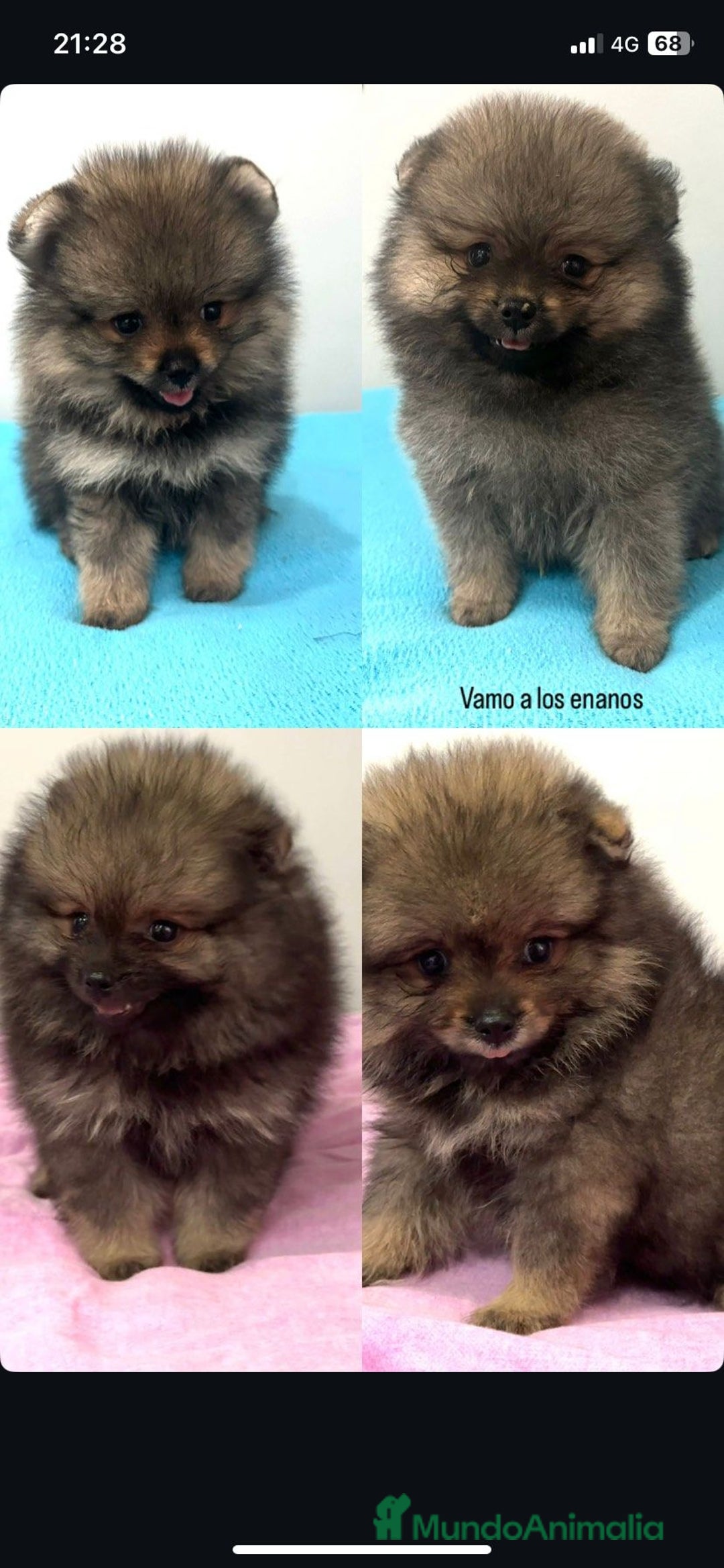 Pomerania perros en venta: Pomerania toy cara de oso - Imagen 2