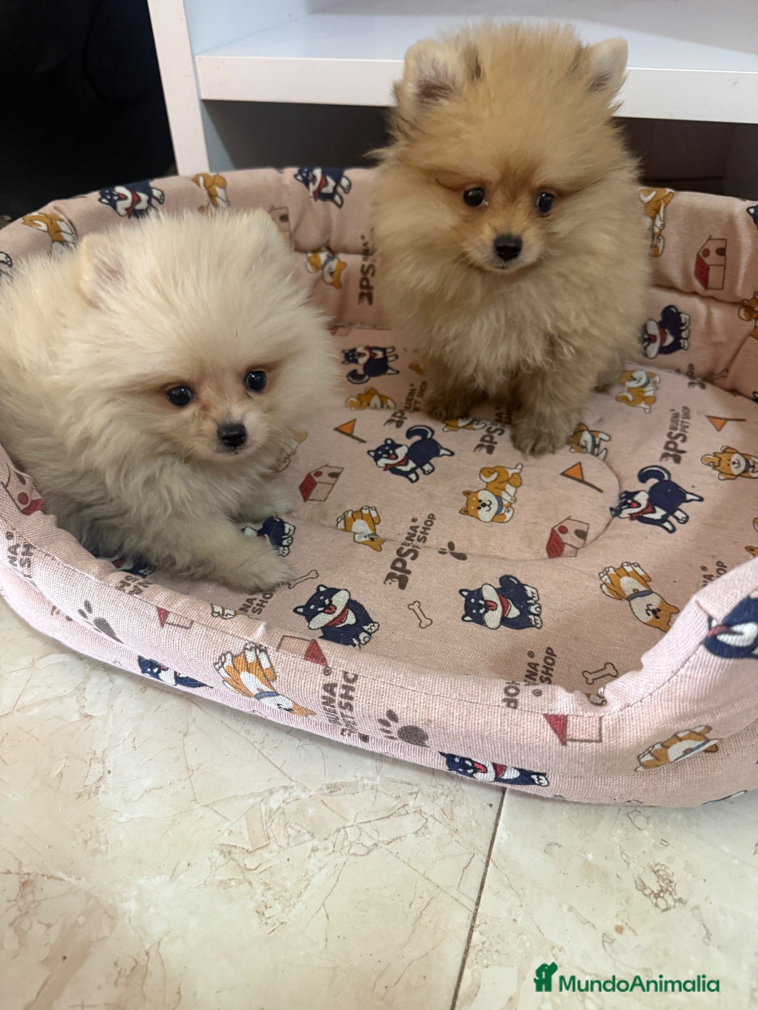 Pomerania perros Cachorritos Pomerania - Anuncio 23