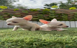 Chihuahua perros en venta: CHIHUAHUA HEMBRA BLANCA - Imagen 12