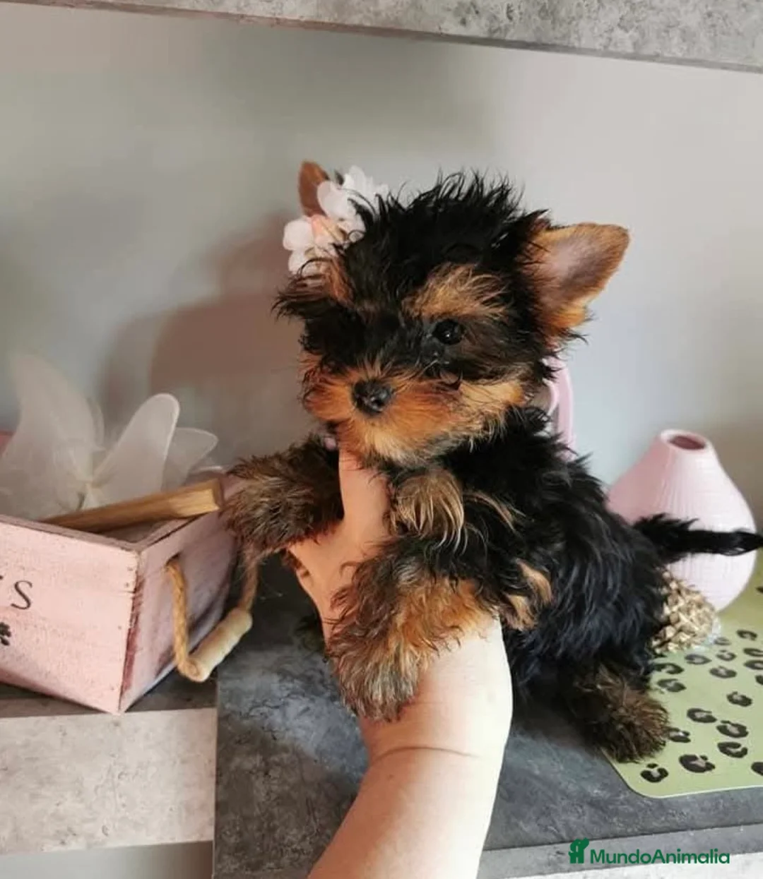 Yorkshire Terrier perros en venta: Yorkshire terrier - Anuncio 6