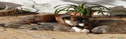 Boxer perros en venta: Boxer último cachorro!! - Anuncio 5
