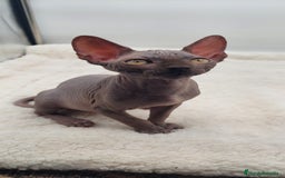 Sphynx gatos en venta: Preciosa camada de machitos - Anuncio 9