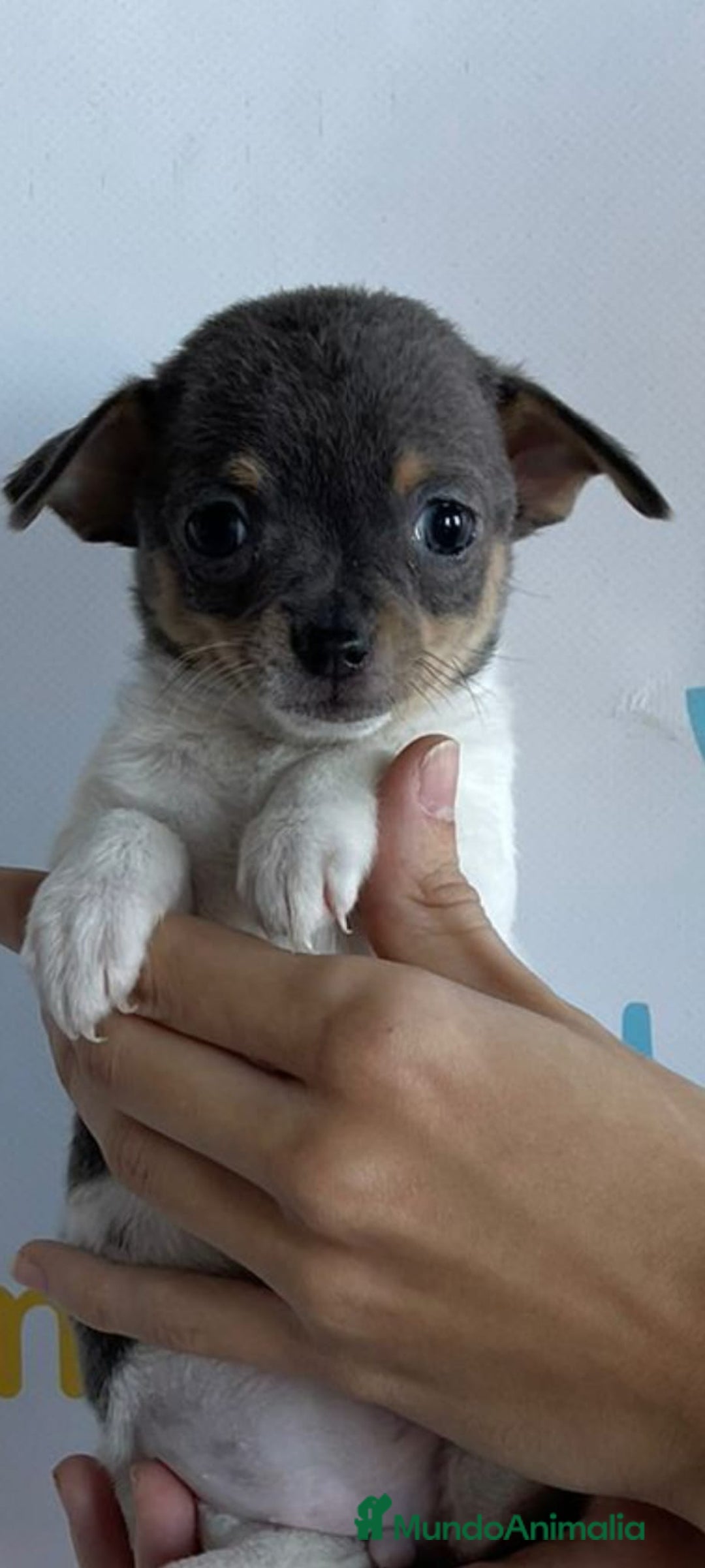 Chihuahua perros en venta: CHIHUAHUA - Imagen 1