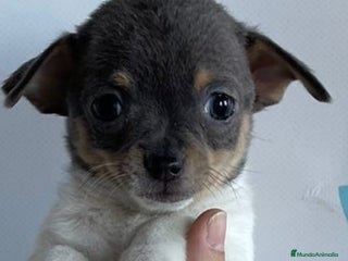 Chihuahua perros - Anuncio 26