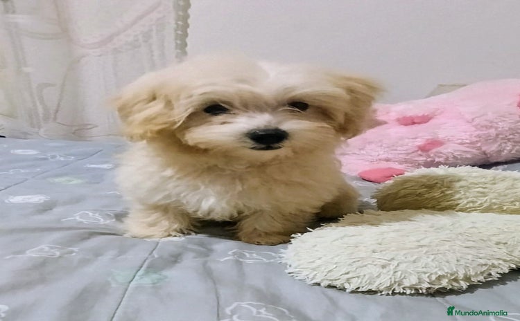 Maltipoo perros - Anuncio 8
