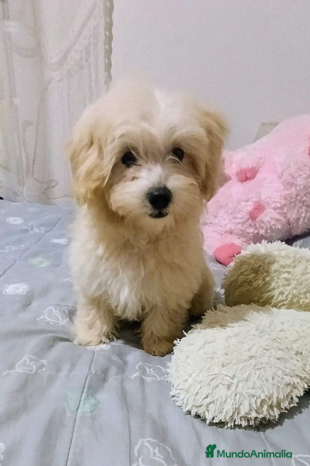 Maltipoo perros en venta: OFERTA ESPECIAL PARA MACHITO MALTIPOO - Imagen 1