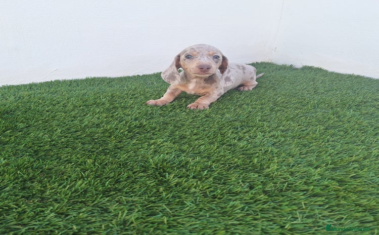 Teckel Miniatura perros TECKEL MINI ARLEQUIN ISABELA  - Anuncio 1