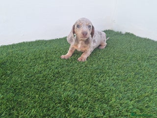 Teckel Miniatura perros TECKEL MINI ARLEQUIN ISABELA - Anuncio 2