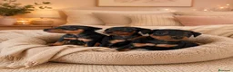 Pinscher Miniatura perros en venta: mini pinscher - Anuncio 2