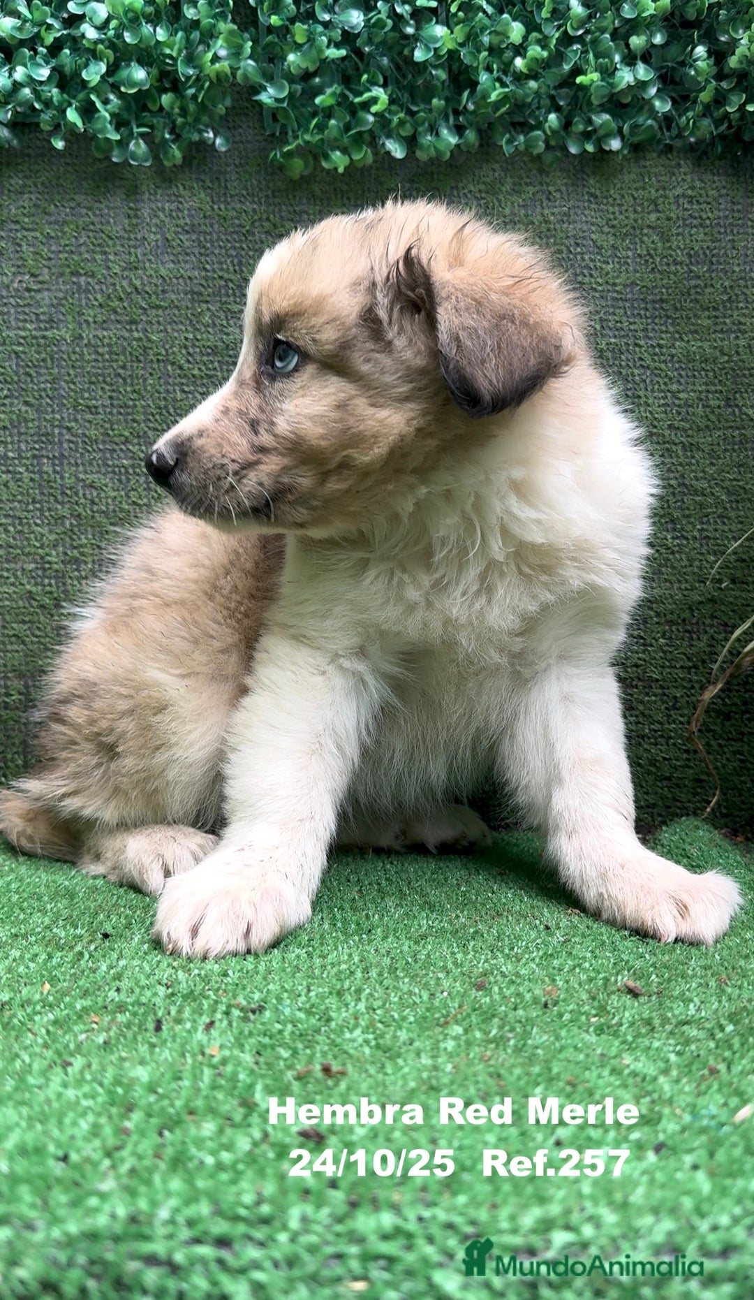 Border Collie perros en venta: BORDER COLLIE red merle - Anuncio 16
