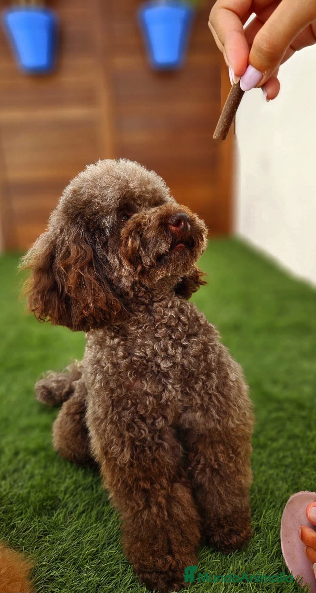 Cavapoo perros Camada de cavapoo nacionales. - Anuncio 2