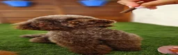 Cavapoo perros en venta: Camada de cavapoo nacionales. - Anuncio 1
