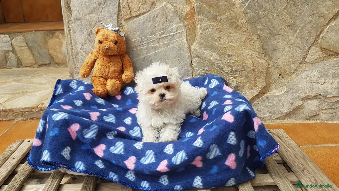 Bichón Maltés perros en venta: Bichón Maltés machos y hembras  en Barcelona - Anuncio 3