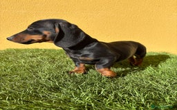 Teckel Miniatura perros en venta: Teckel miniatura negro fuego  - Imagen 11