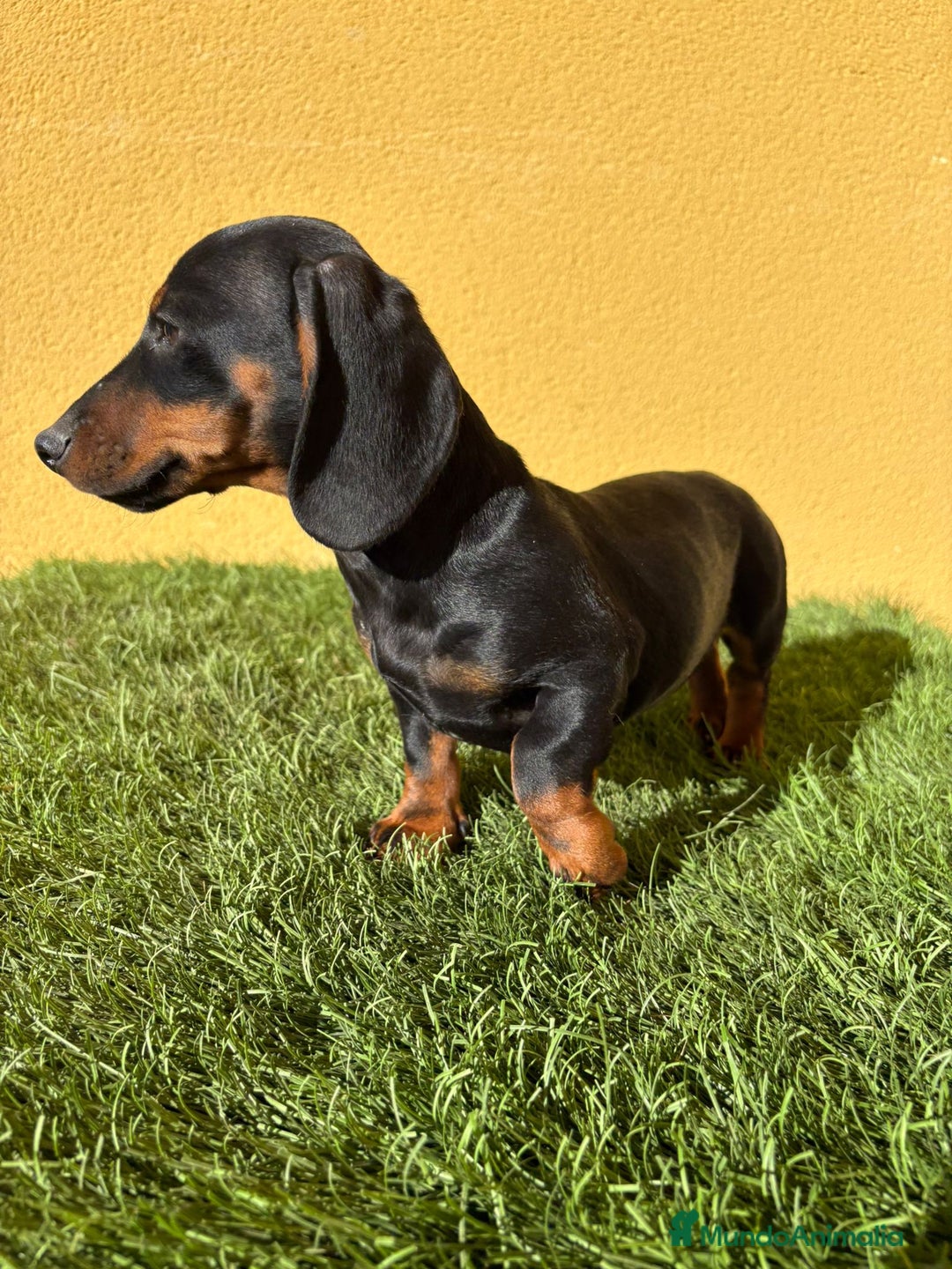 Teckel Miniatura perros en venta: Teckel miniatura negro fuego  - Imagen 11