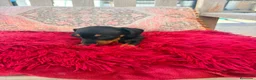 Teckel Miniatura perros en venta: Teckel kaninchen  - Anuncio 6