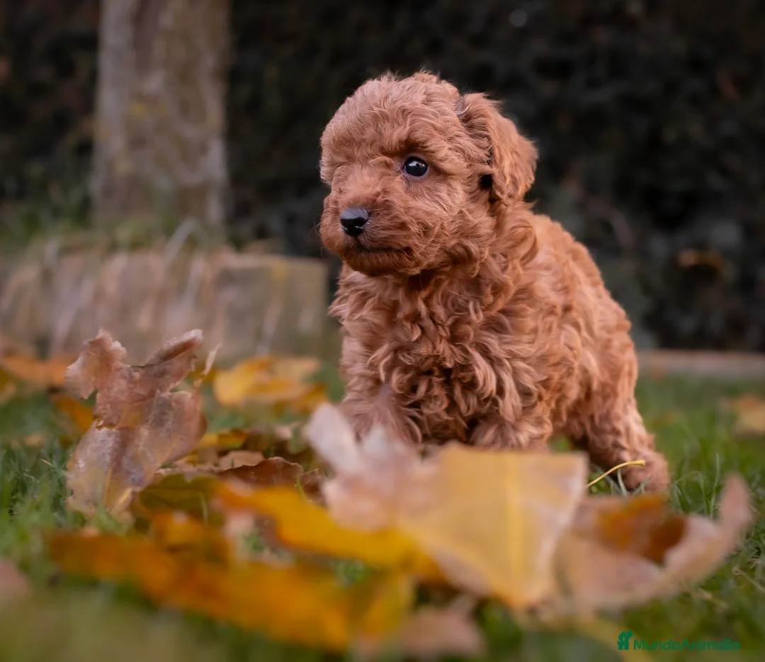 Caniche Toy perros en venta: Caniche Apricot  - Anuncio 3