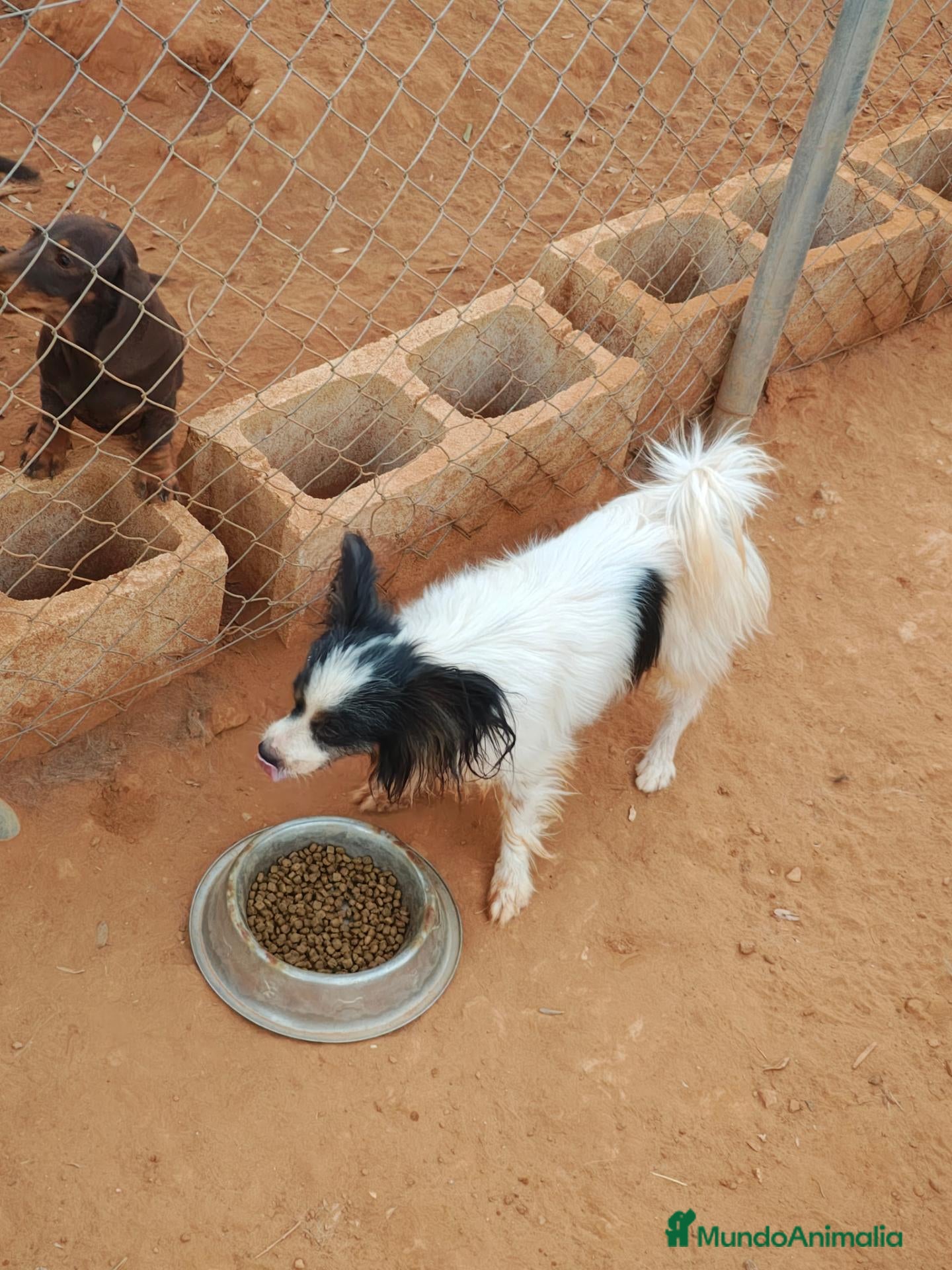 Papillon perros Papillón  - Anuncio 1