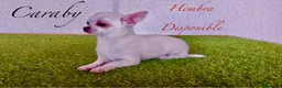 Chihuahua perros en venta: Caraby Chihuahuas en Benidorm  en Alicante - Anuncio 10