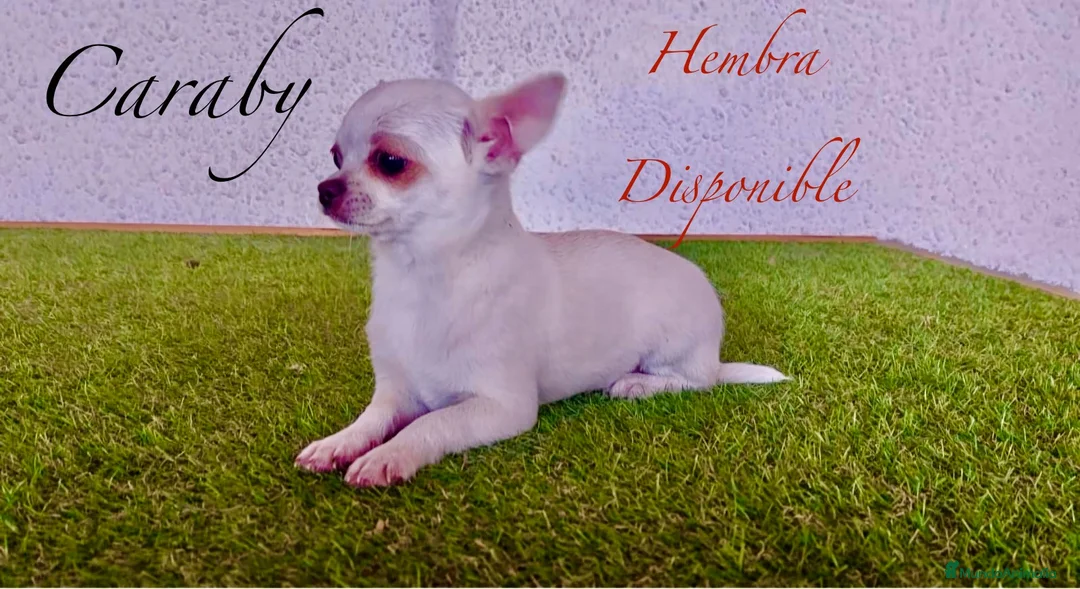 Chihuahua perros en venta: Caraby Chihuahuas en Benidorm  en Alicante - Anuncio 10