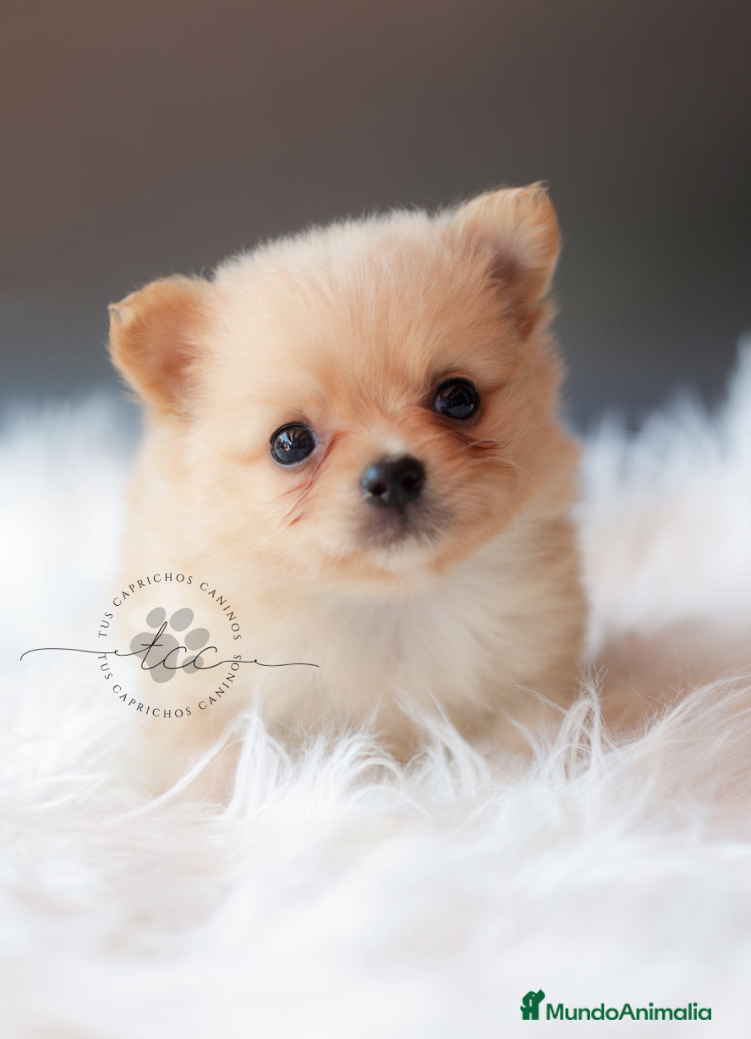 Pomchi perros POMCHI CREMA - Anuncio 1