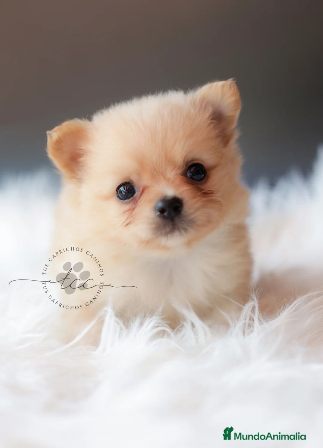 Pomchi perros en venta: POMCHI CREMA - Anuncio 1