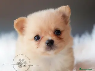 Pomchi perros POMCHI CREMA - Anuncio 1