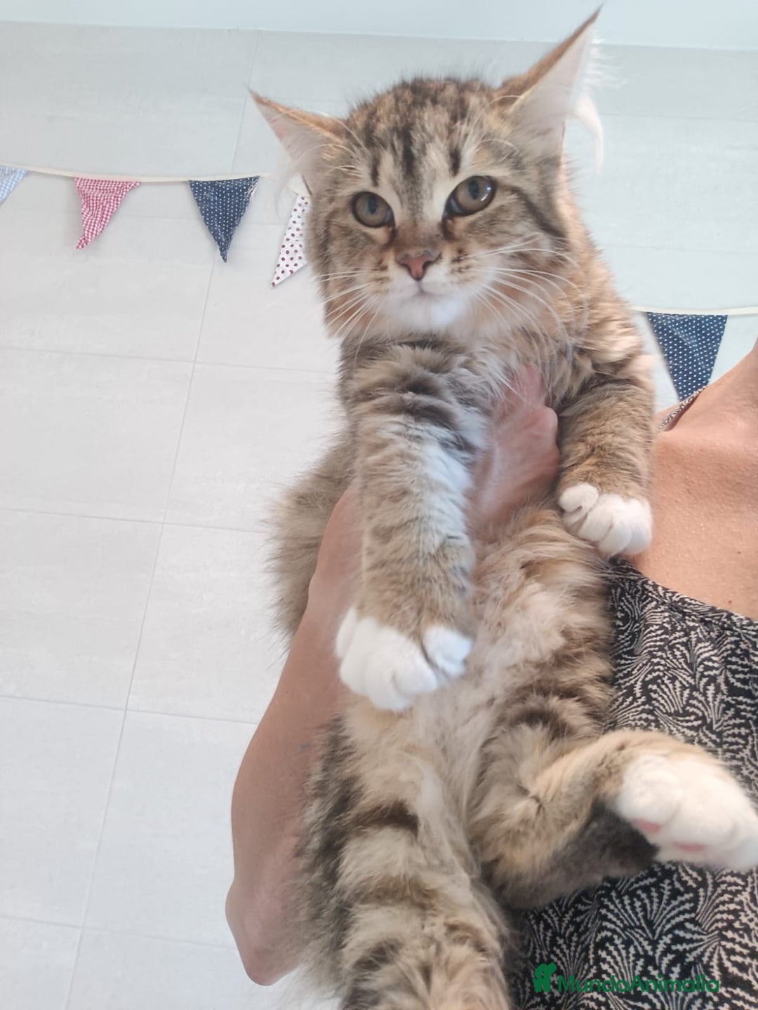Siberiano gatos en venta: Gatitos Siberianos Hipoalergénicos - Imagen 8