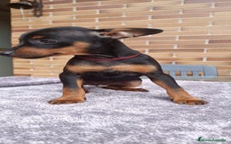 Pinscher Miniatura perros en venta: Pinscher Miniatura  - Imagen 27