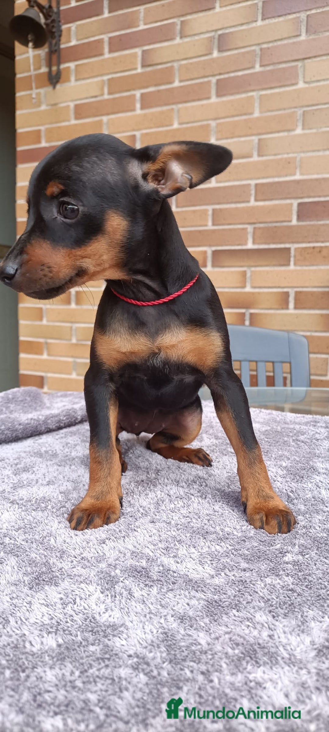 Pinscher Miniatura perros en venta: Pinscher Miniatura  - Imagen 27