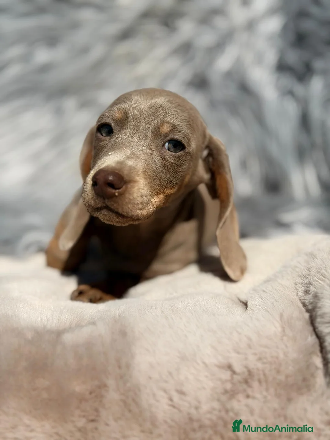 Teckel Miniatura perros en venta: TECKEL ISABELLA MACHO - Anuncio 2