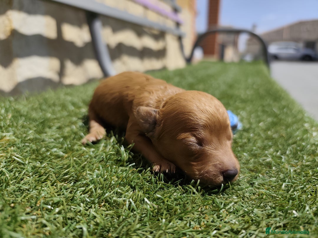 Caniche Toy perros en venta: Cachorritos Caniche Toy Rojo  - Imagen 7
