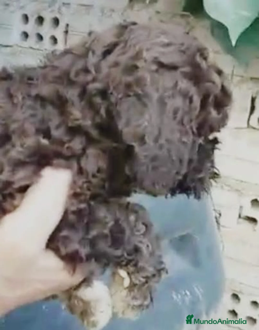 Perro de Agua Español perros en venta: Perro de agua  - Anuncio 12