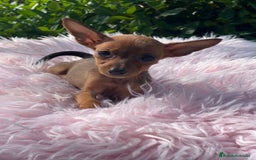 Ratón de Praga perros en venta: Ratona de Praga roja  - Imagen 9
