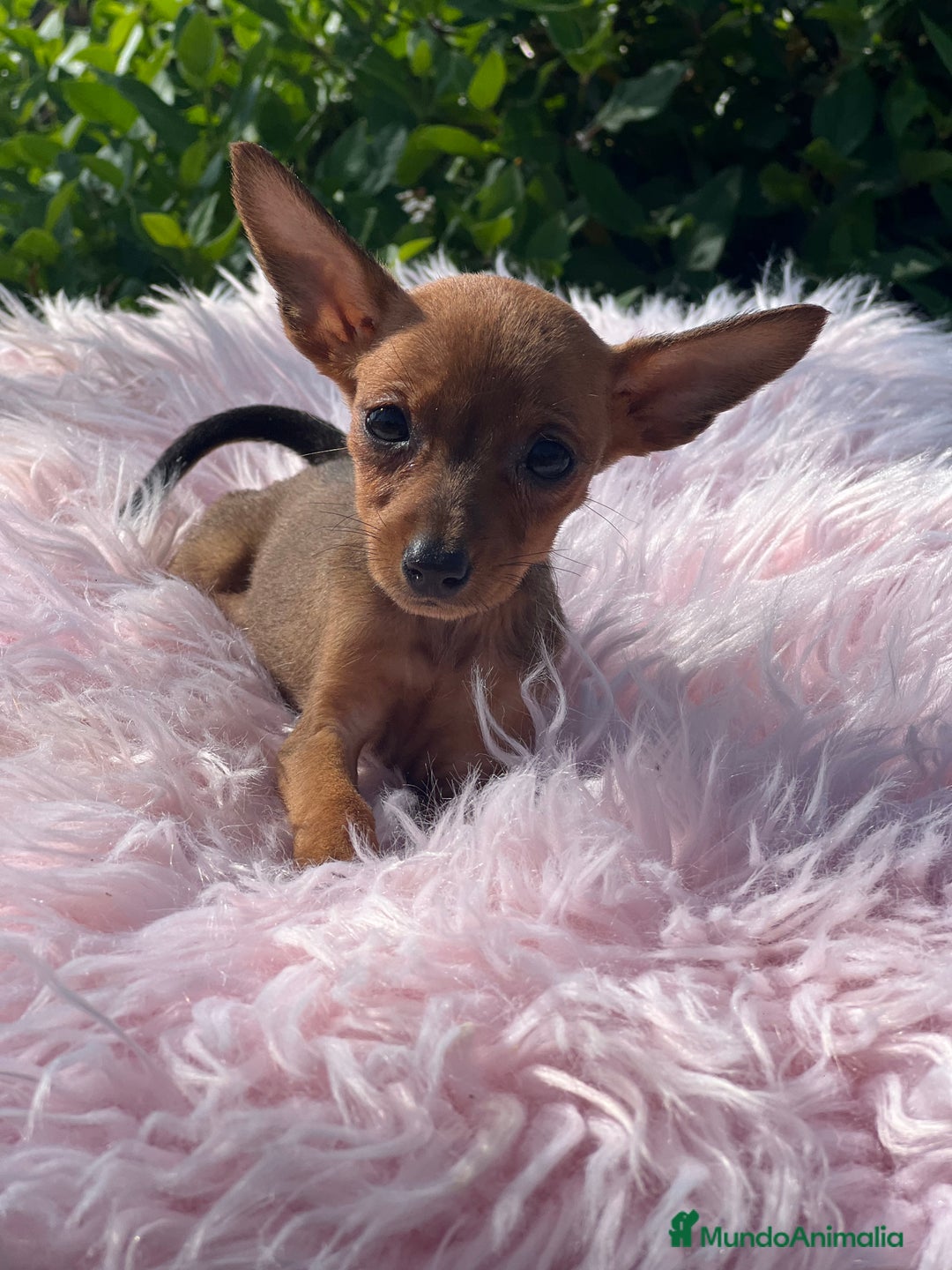 Ratón de Praga perros en venta: Ratona de Praga roja  - Imagen 9