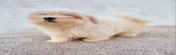 Bichón Maltés perros en venta: Bichon maltés toy  - Anuncio 2