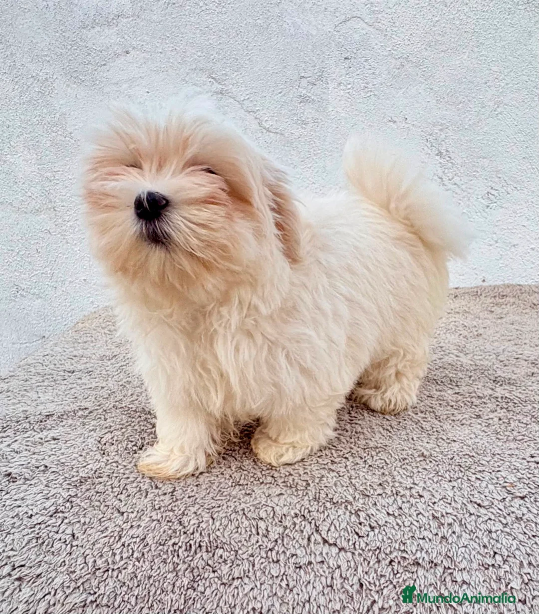Bichón Maltés perros en venta: Bichon maltés toy  - Anuncio 2