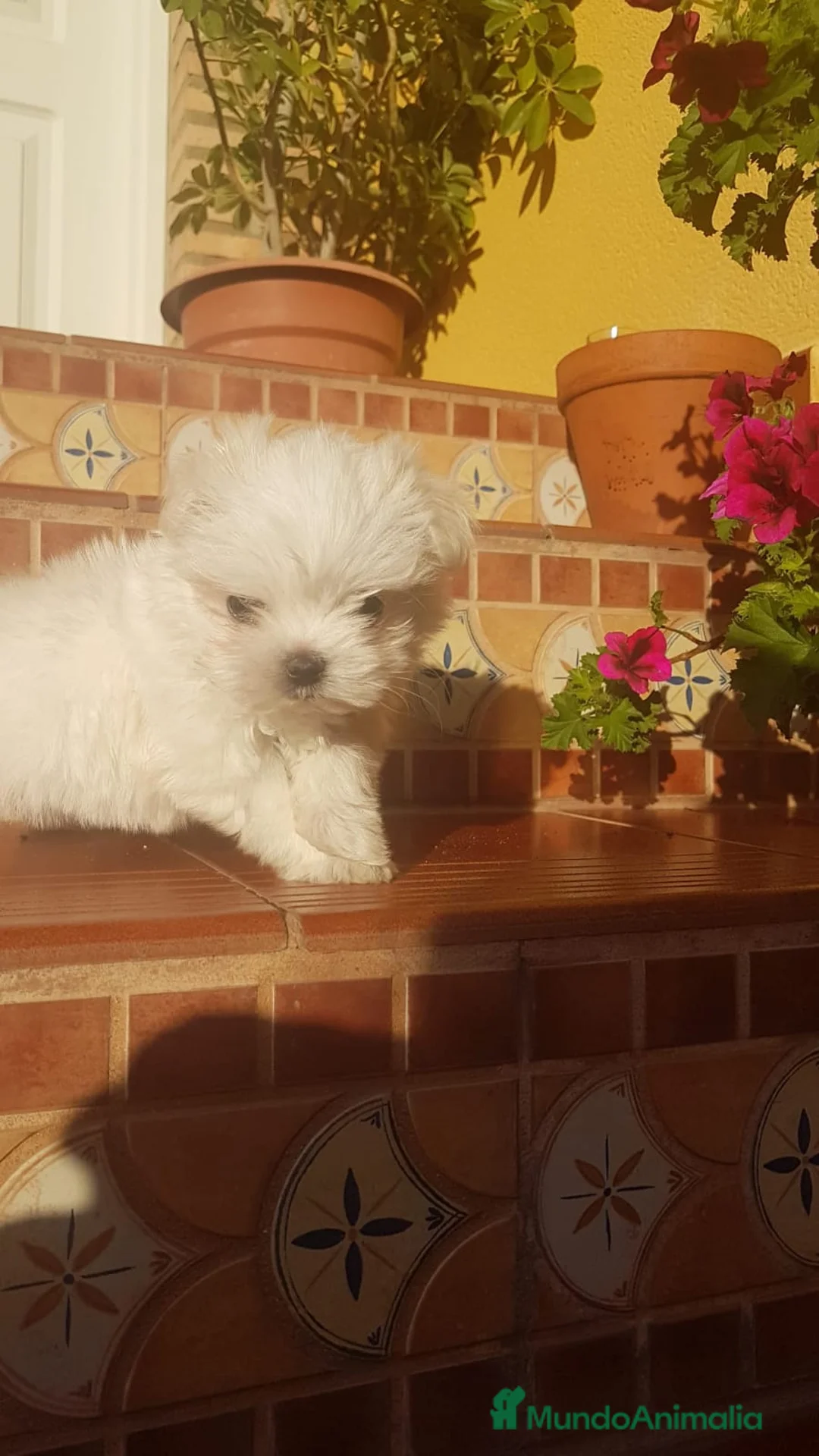 Bichón Maltés perros en venta: Bichón maltés miniatura en Badajoz - Anuncio 5