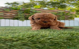Caniche Toy perros en venta: CANICHE TOY ROJO MACHO - Imagen 29