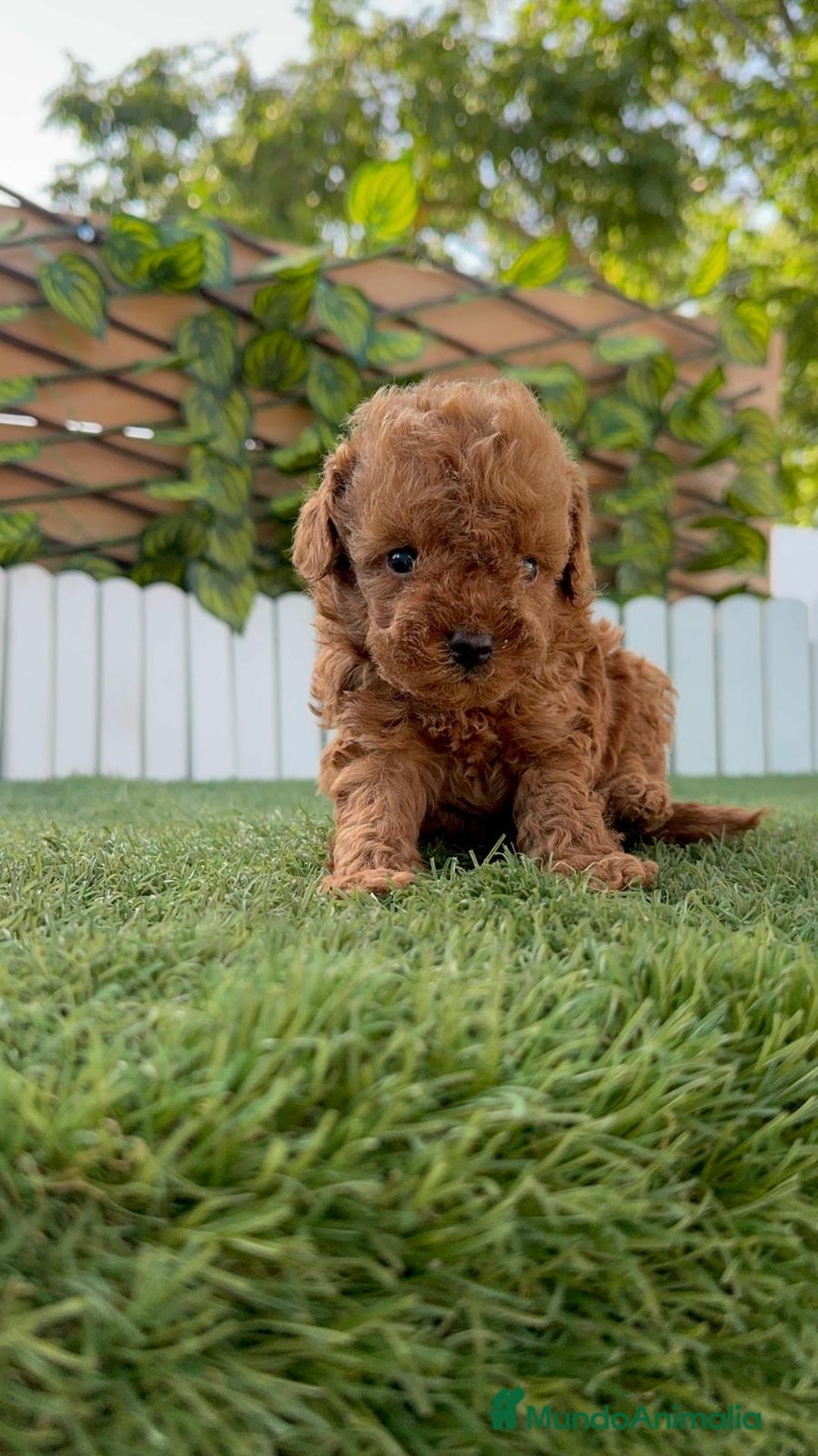 Caniche Toy perros en venta: CANICHE TOY ROJO MACHO - Imagen 29