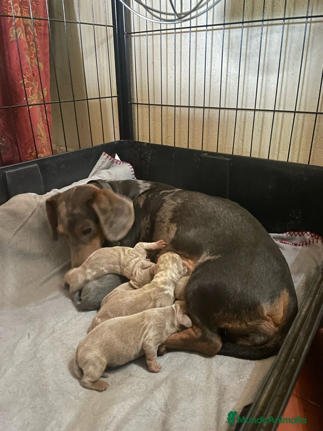 Teckel Miniatura perros en venta: Camada de Teckel miniatura en Granada - Anuncio 4