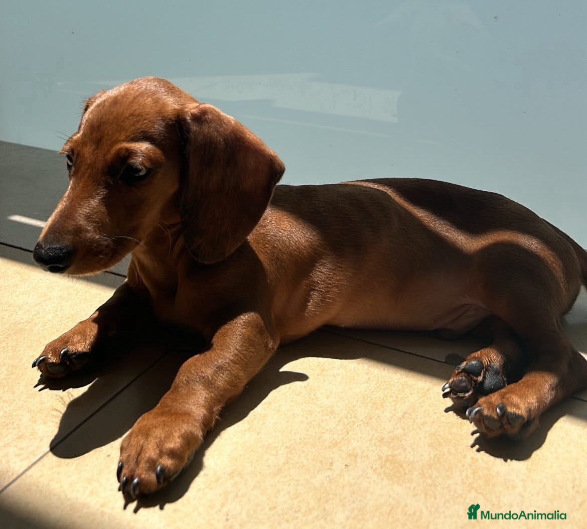 Teckel perros Magníficos Teckel miniatura 601144783 en Valencia - Anuncio 3