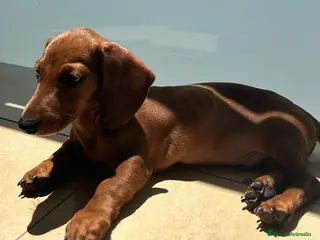 Teckel perros Magníficos Teckel miniatura 601144783 en Valencia - Anuncio 3