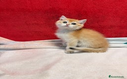 Británico de Pelo Corto gatos en venta: Monísimos British Golden  - Imagen 8
