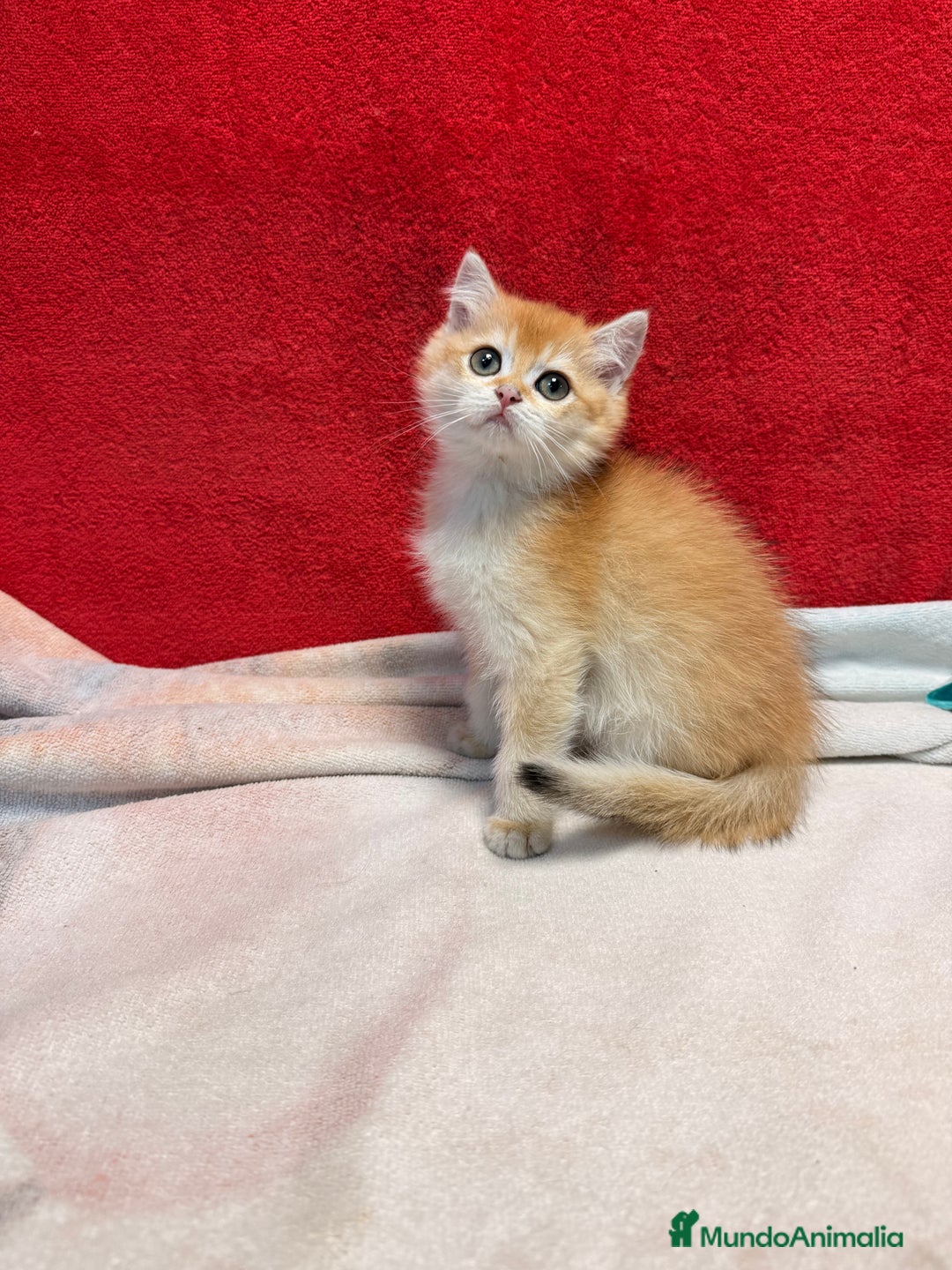 Británico de Pelo Corto gatos en venta: Monísimos British Golden  - Imagen 8
