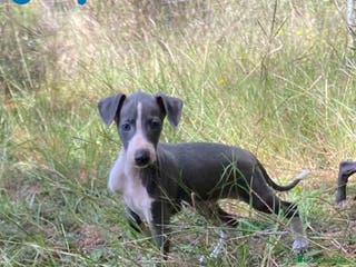 Pequeño Lebrel Italiano perros Lebrel Italiano Hembra 2 de BN AQUANATURA - Anuncio 13