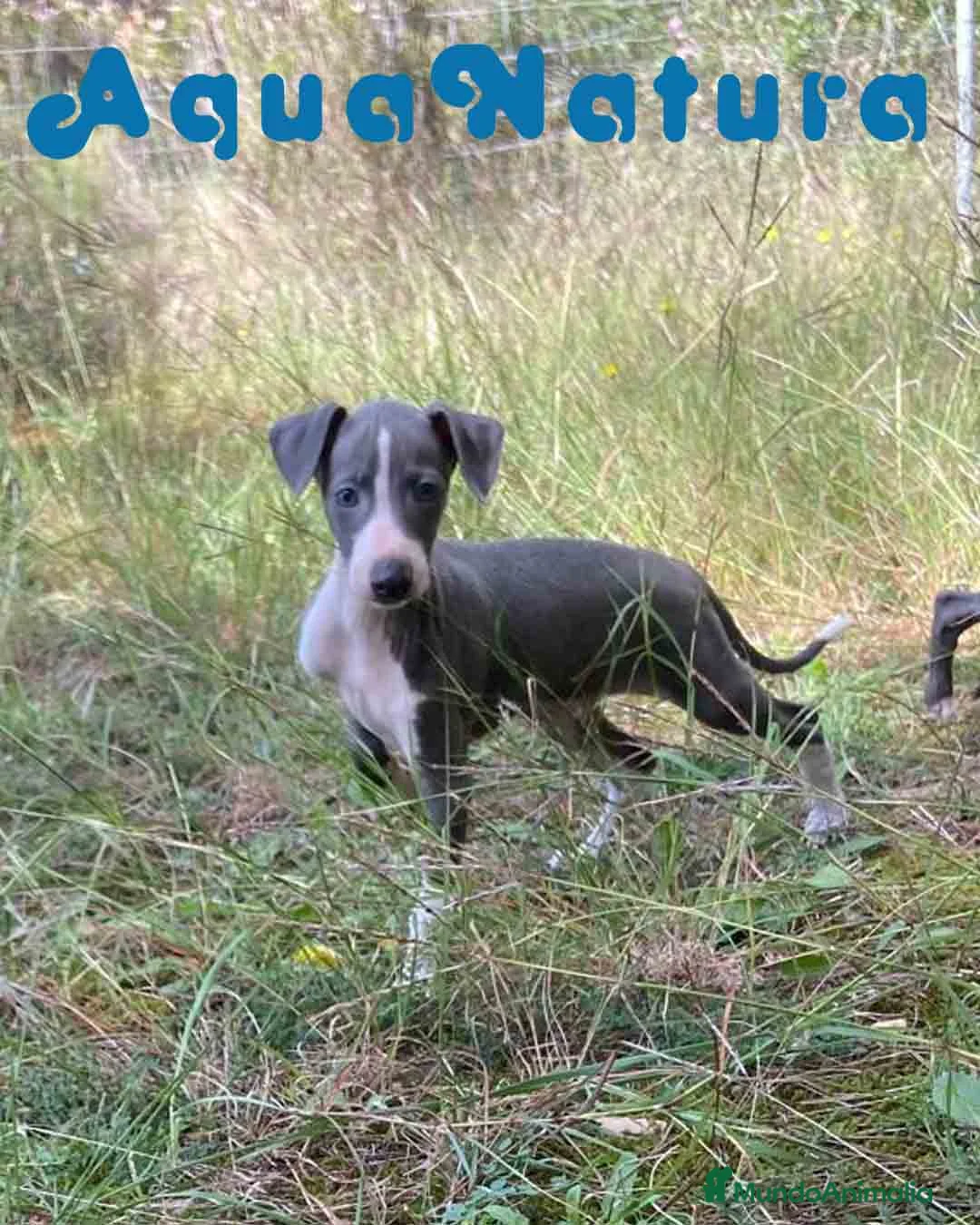 Pequeño Lebrel Italiano perros en venta: Lebrel Italiano Hembra 2 de BN AQUANATURA - Anuncio 1