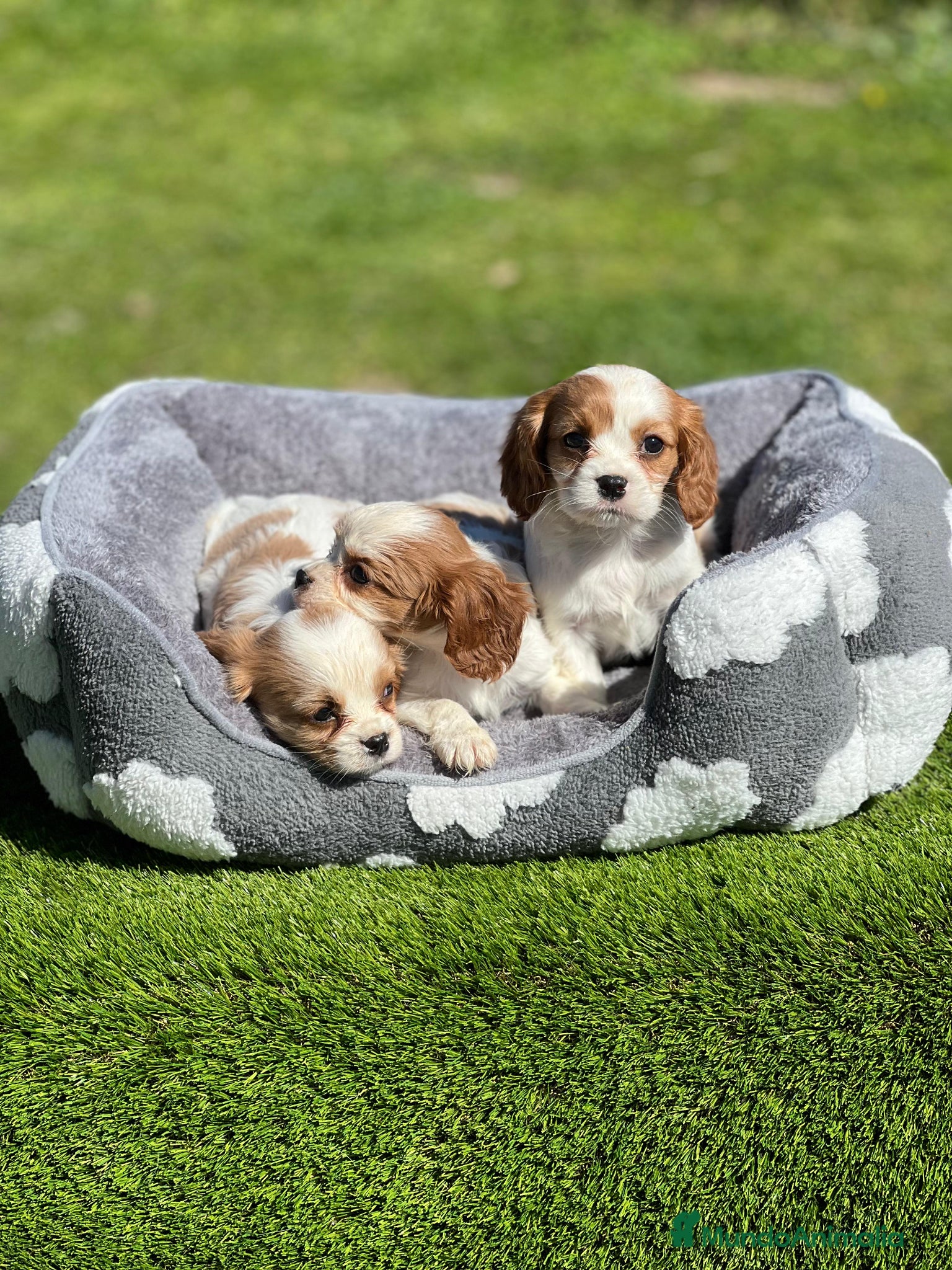 Cavalier King Charles Spaniel perros Cavalier King  - Anuncio 1