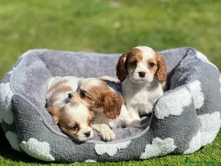 Cavalier King Charles Spaniel perros Cavalier King - Anuncio 1