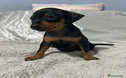 Pinscher Miniatura perros en venta: Pinscher miniatura  - Imagen 7